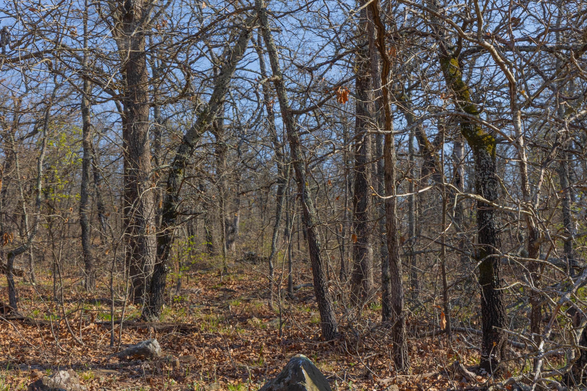 JLH Estates — Zero Credit Land owner financed land for sale in Okfuskee County, Oklahoma photo 10