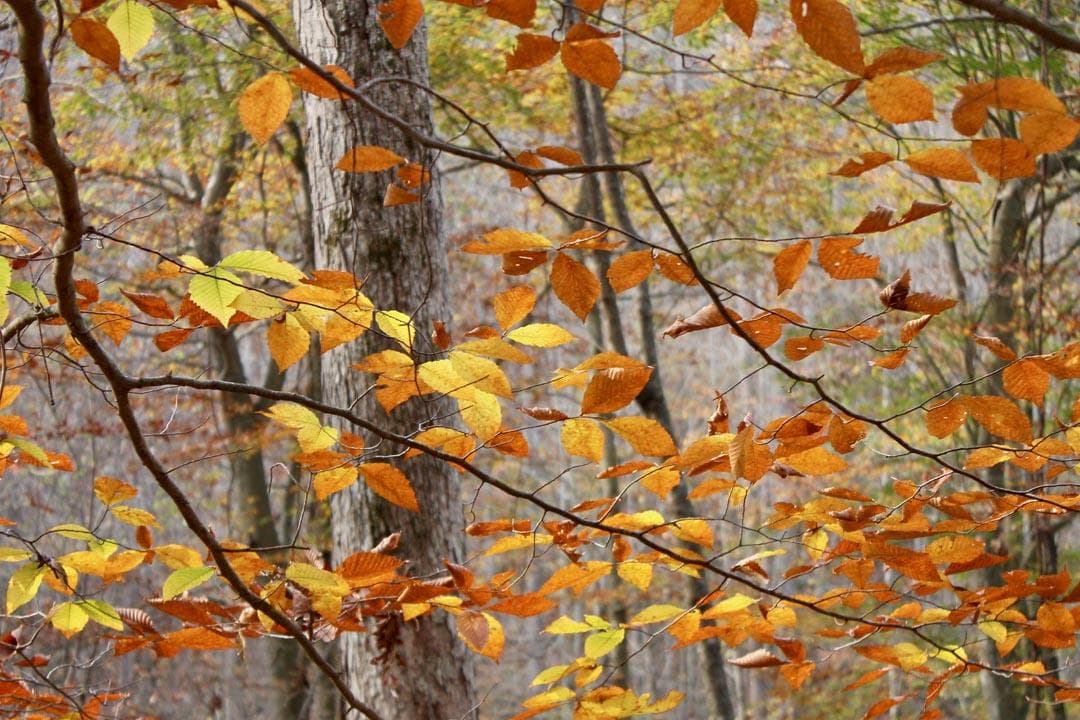 Autumn Ridge — Zero Credit Land owner financed land for sale in Leslie County, Kentucky photo 57