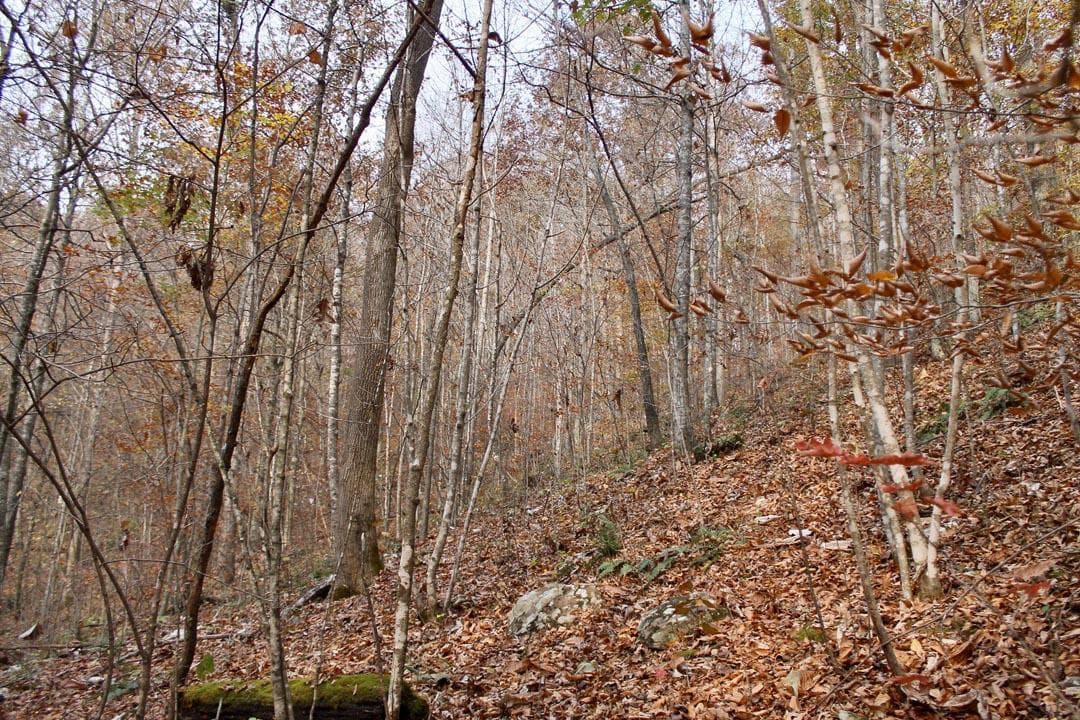 Autumn Ridge — Zero Credit Land owner financed land for sale in Leslie County, Kentucky photo 56