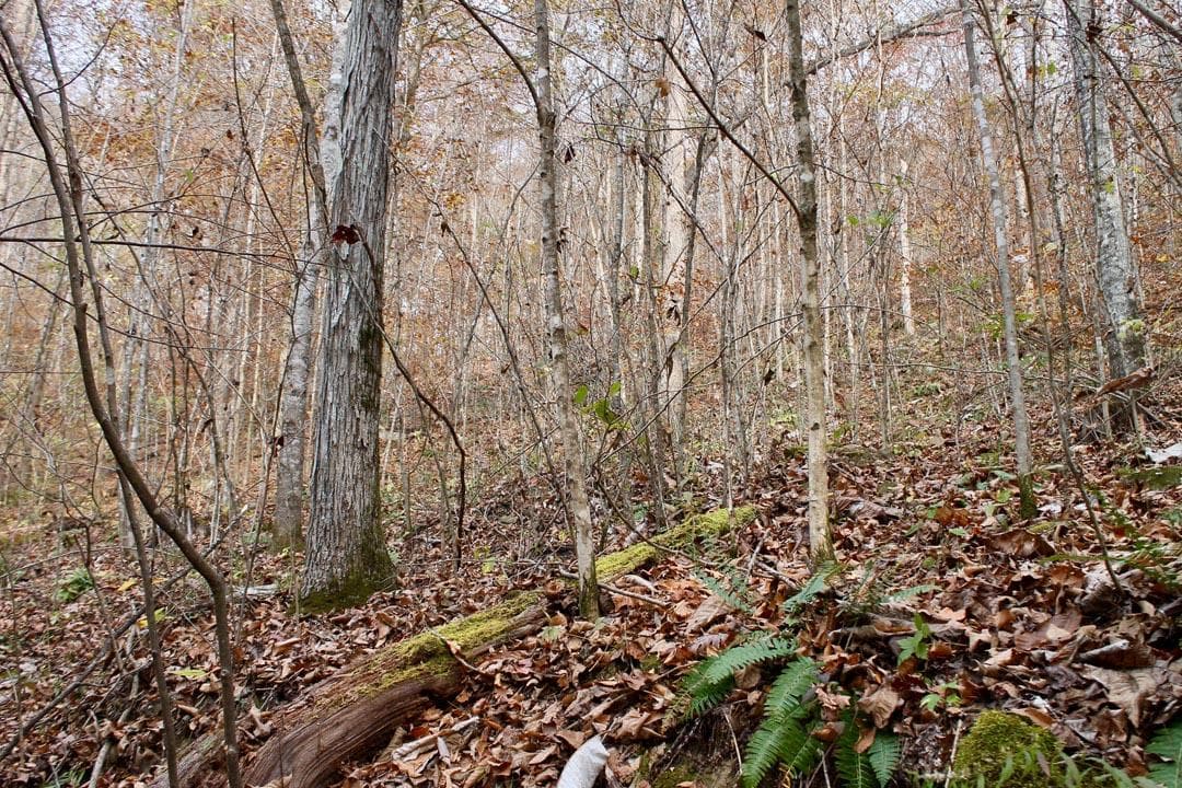 Autumn Ridge — Zero Credit Land owner financed land for sale in Leslie County, Kentucky photo 58