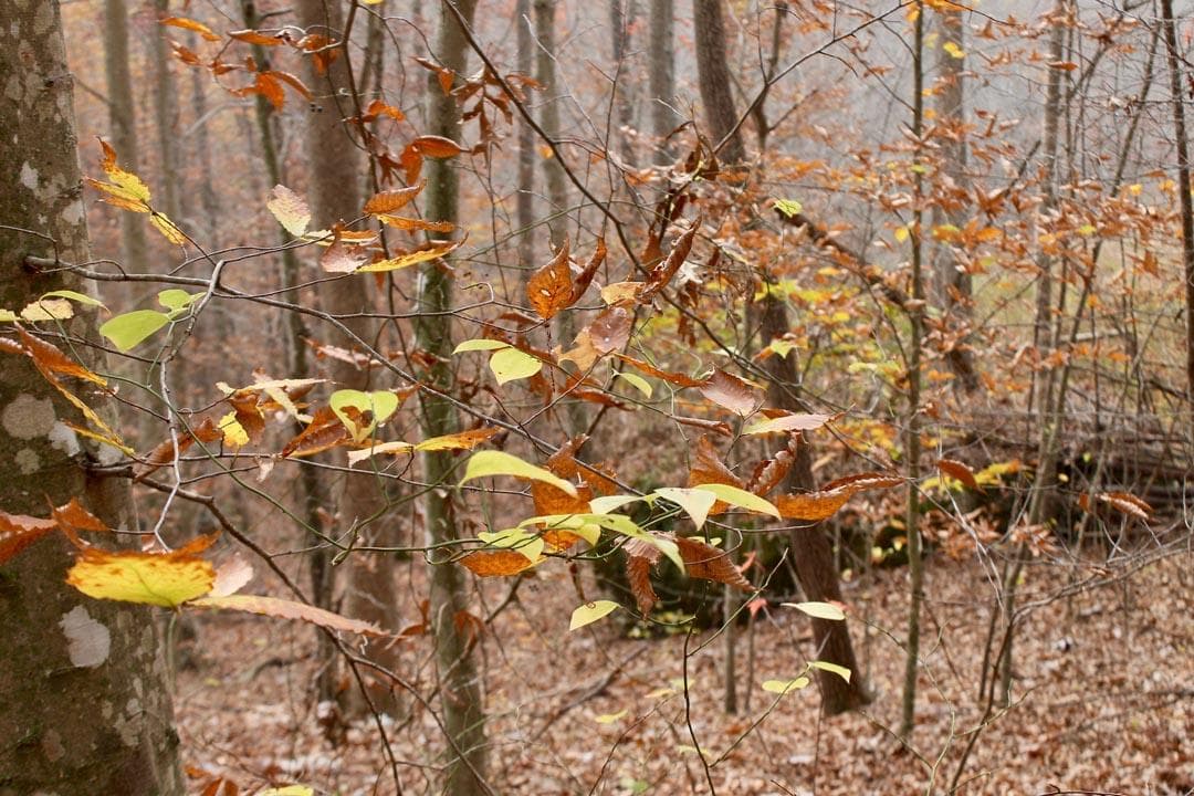 Autumn Ridge — Zero Credit Land owner financed land for sale in Leslie County, Kentucky photo 52