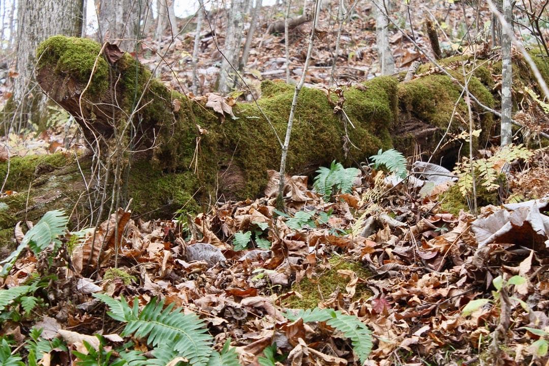 Autumn Ridge — Zero Credit Land owner financed land for sale in Leslie County, Kentucky photo 41