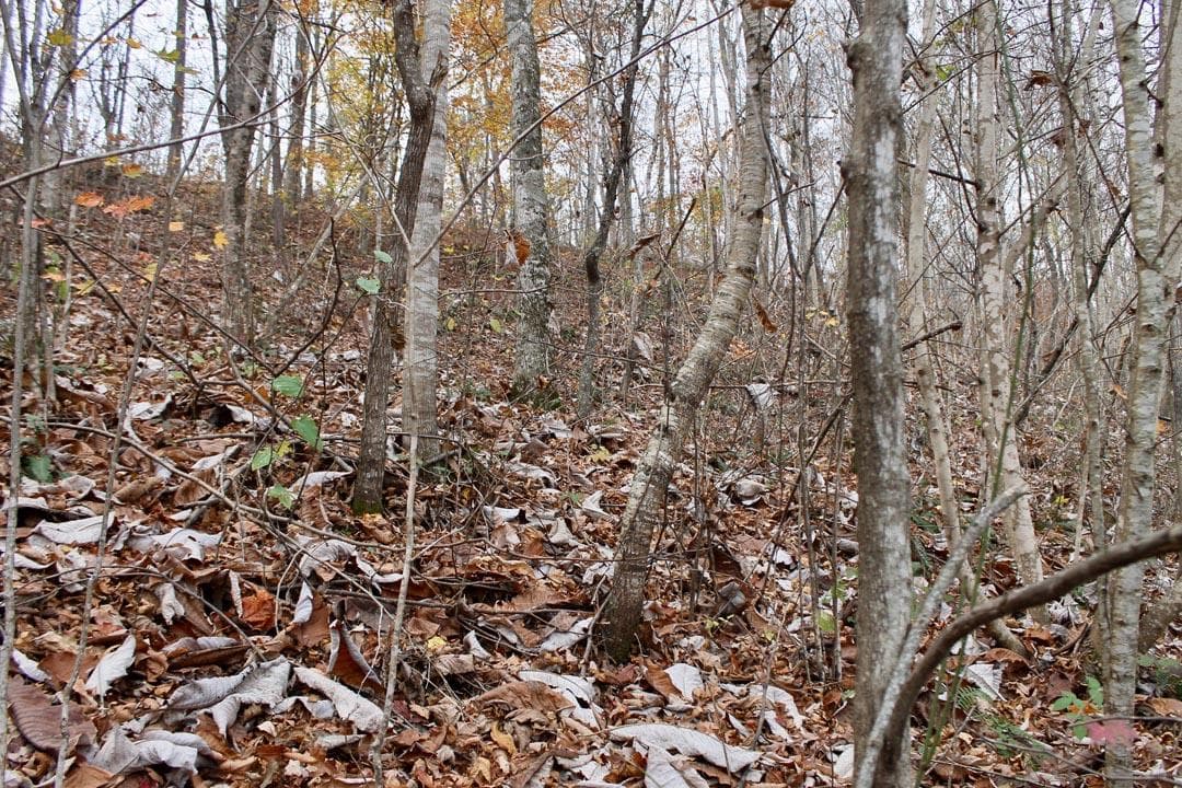 Autumn Ridge — Zero Credit Land owner financed land for sale in Leslie County, Kentucky photo 42