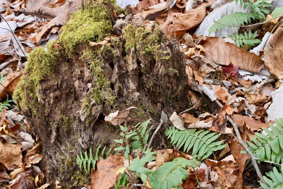 Autumn Ridge — Zero Credit Land owner financed land for sale in Leslie County, Kentucky photo 38