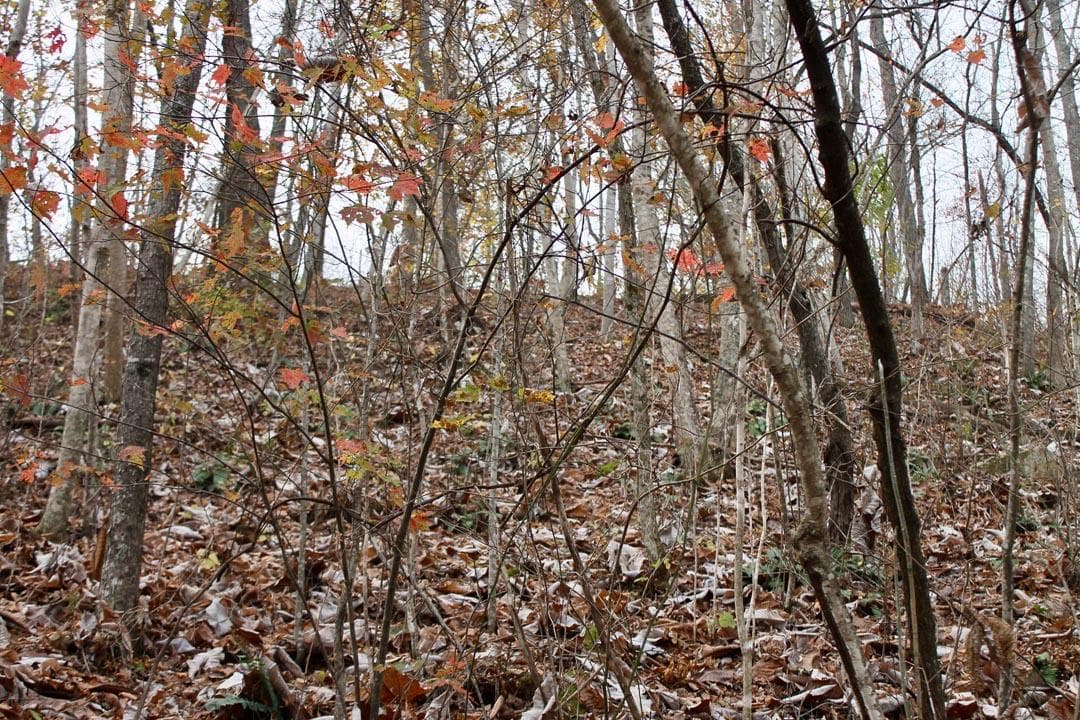 Autumn Ridge — Zero Credit Land owner financed land for sale in Leslie County, Kentucky photo 39
