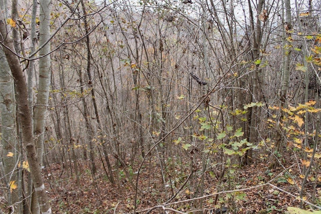 Autumn Ridge — Zero Credit Land owner financed land for sale in Leslie County, Kentucky photo 32