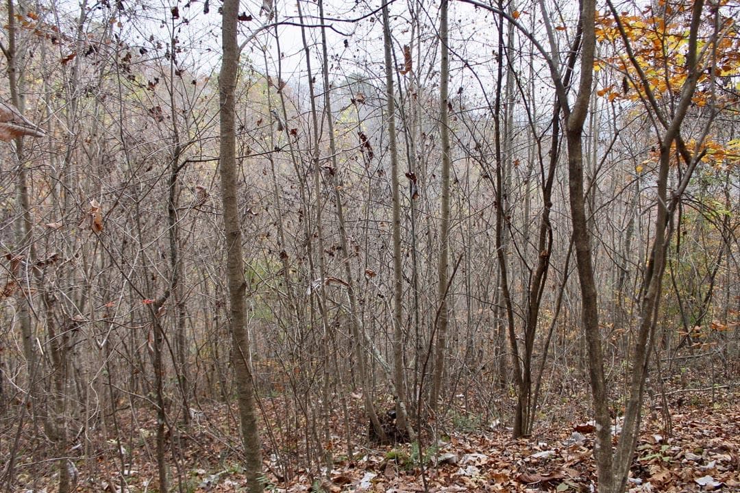 Autumn Ridge — Zero Credit Land owner financed land for sale in Leslie County, Kentucky photo 35