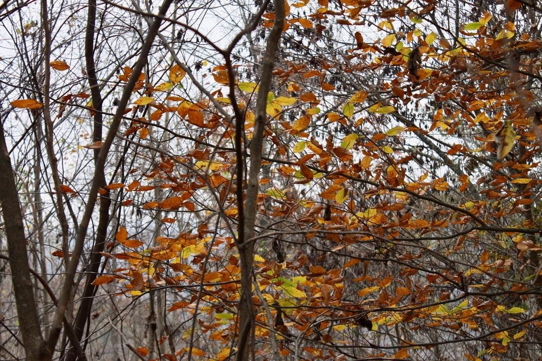 Autumn Ridge — Zero Credit Land owner financed land for sale in Leslie County, Kentucky photo 37