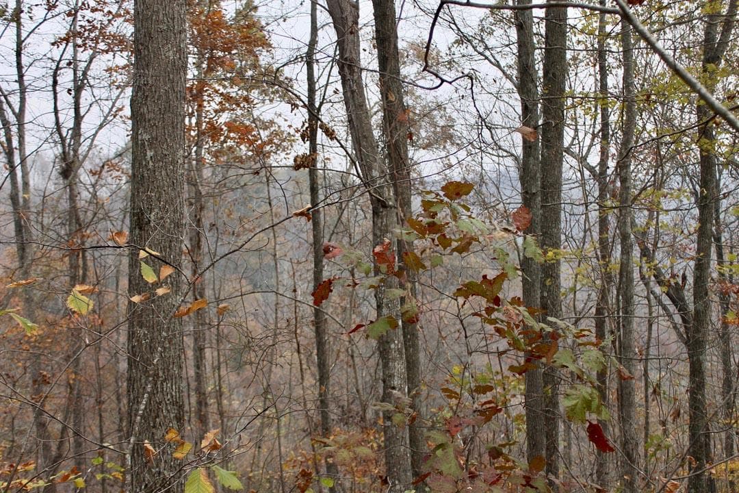 Autumn Ridge — Zero Credit Land owner financed land for sale in Leslie County, Kentucky photo 36
