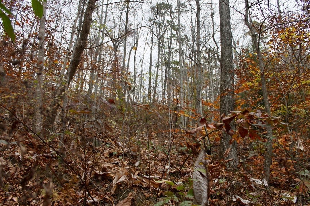 Autumn Ridge — Zero Credit Land owner financed land for sale in Leslie County, Kentucky photo 27
