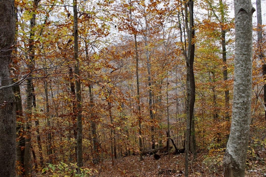 Autumn Ridge — Zero Credit Land owner financed land for sale in Leslie County, Kentucky photo 30