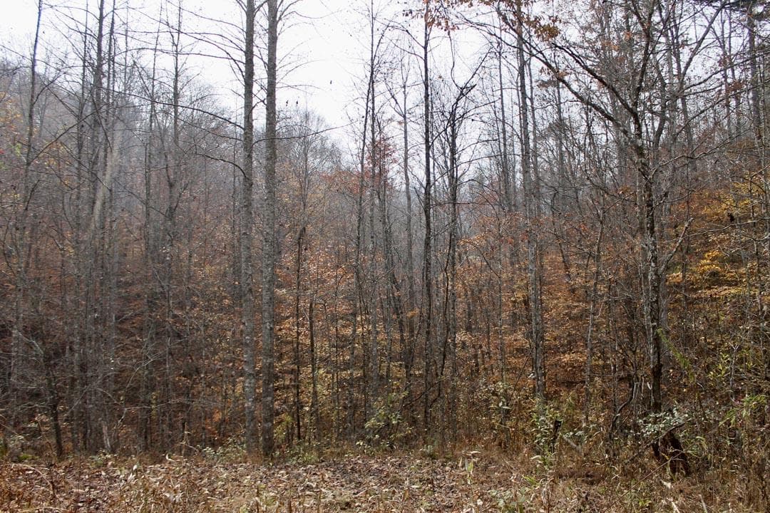 Autumn Ridge — Zero Credit Land owner financed land for sale in Leslie County, Kentucky photo 29