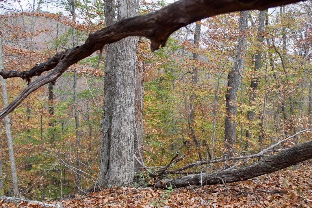 Autumn Ridge — Zero Credit Land owner financed land for sale in Leslie County, Kentucky photo 24