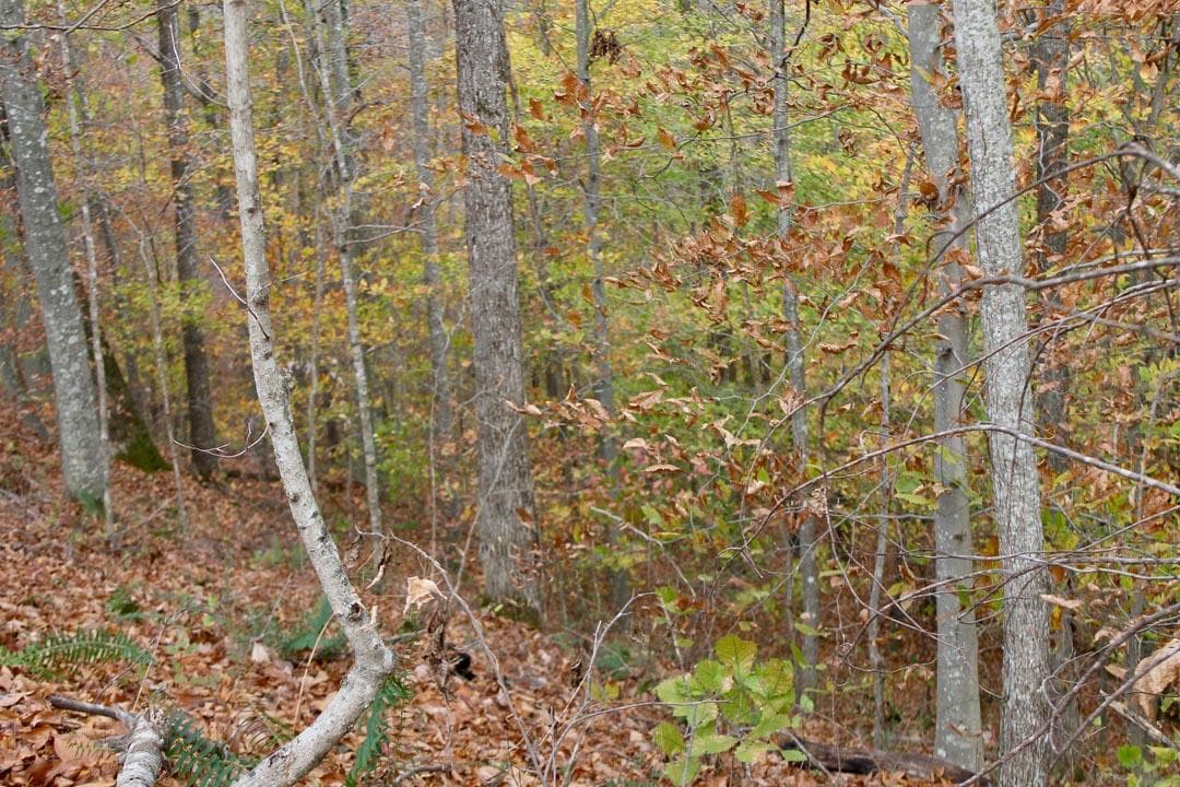 Autumn Ridge — Zero Credit Land owner financed land for sale in Leslie County, Kentucky photo 23
