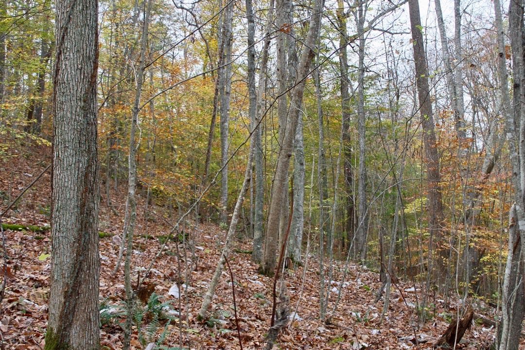 Autumn Ridge — Zero Credit Land owner financed land for sale in Leslie County, Kentucky photo 22