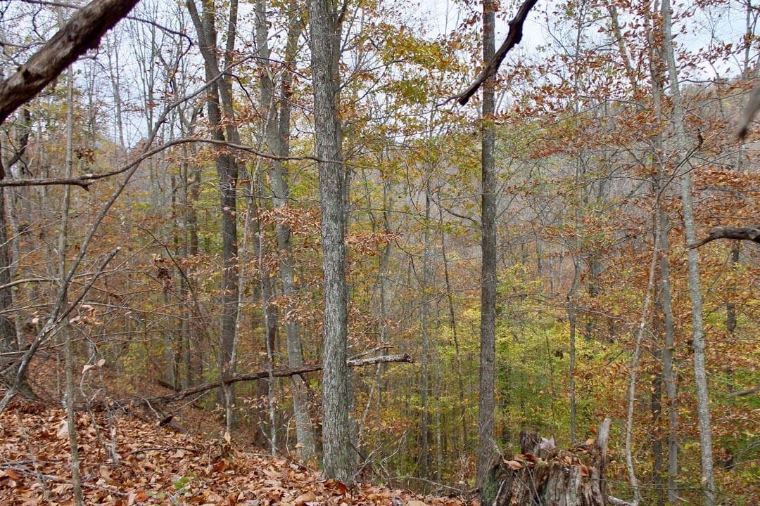 Autumn Ridge — Zero Credit Land owner financed land for sale in Leslie County, Kentucky photo 25