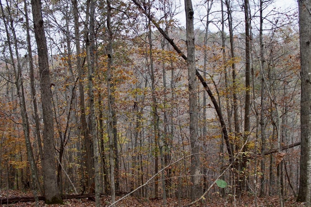 Autumn Ridge — Zero Credit Land owner financed land for sale in Leslie County, Kentucky photo 21