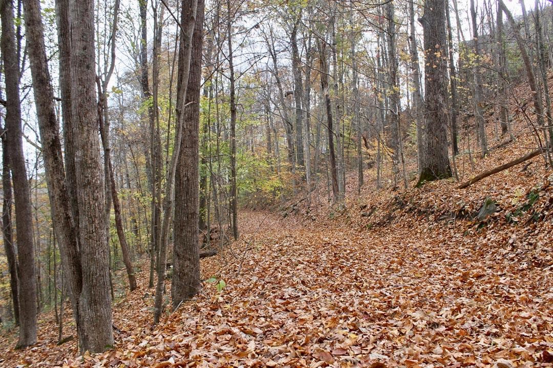 Autumn Ridge — Zero Credit Land owner financed land for sale in Leslie County, Kentucky photo 20