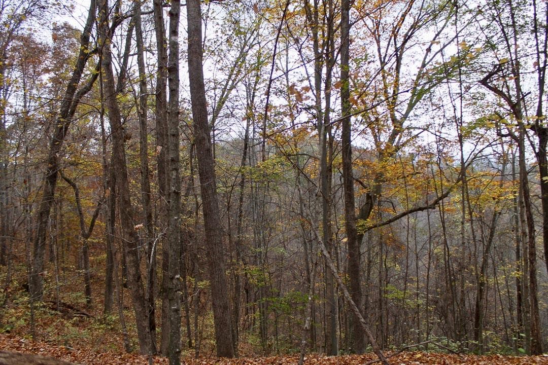Autumn Ridge — Zero Credit Land owner financed land for sale in Leslie County, Kentucky photo 18