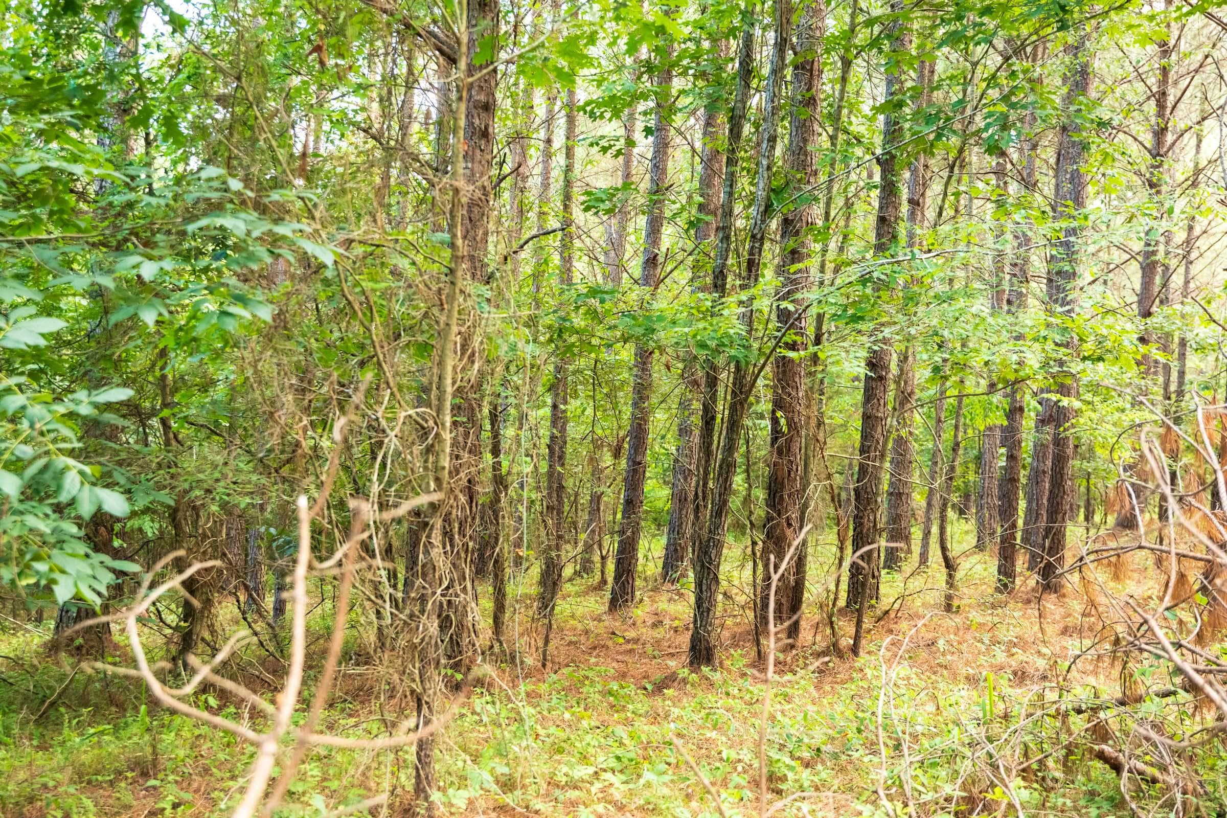 Whiskey Ridge — Zero Credit Land owner financed land for sale in Henderson County, Tennessee photo 24