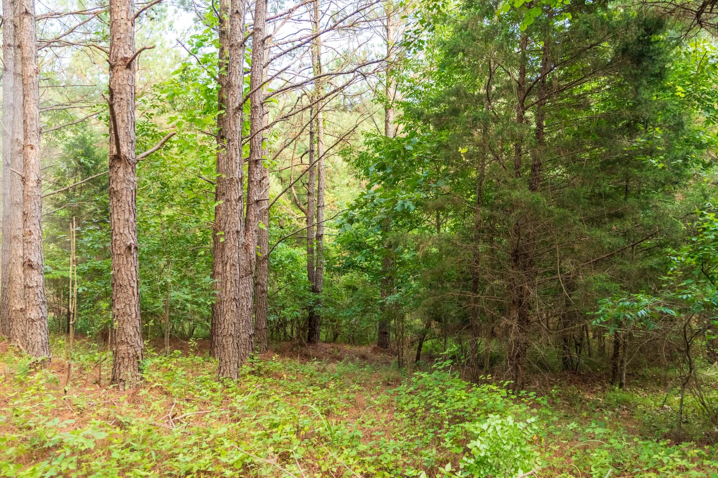 Whiskey Ridge — Zero Credit Land owner financed land for sale in Henderson County, Tennessee photo 25