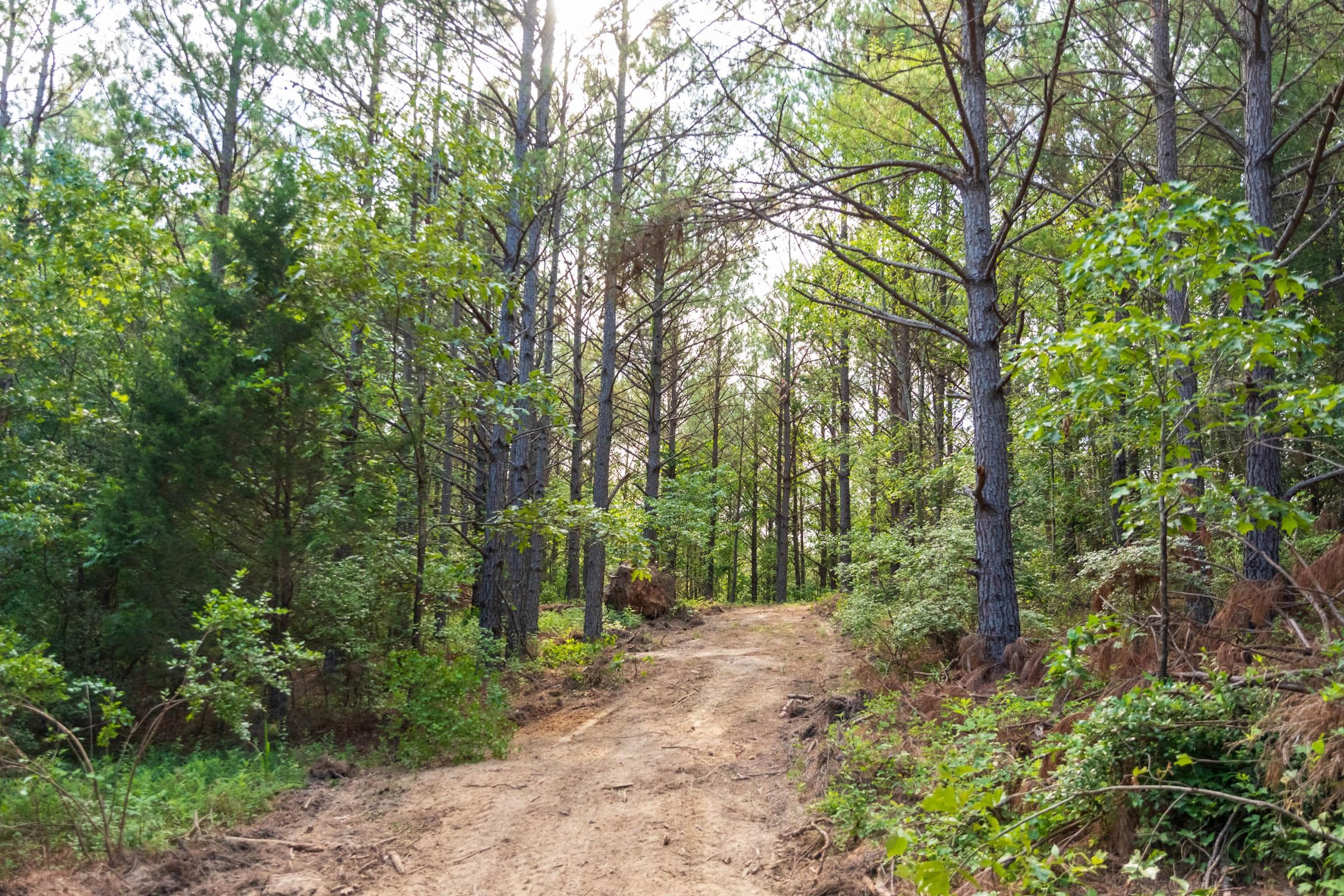 Whiskey Ridge — Zero Credit Land owner financed land for sale in Henderson County, Tennessee photo 27