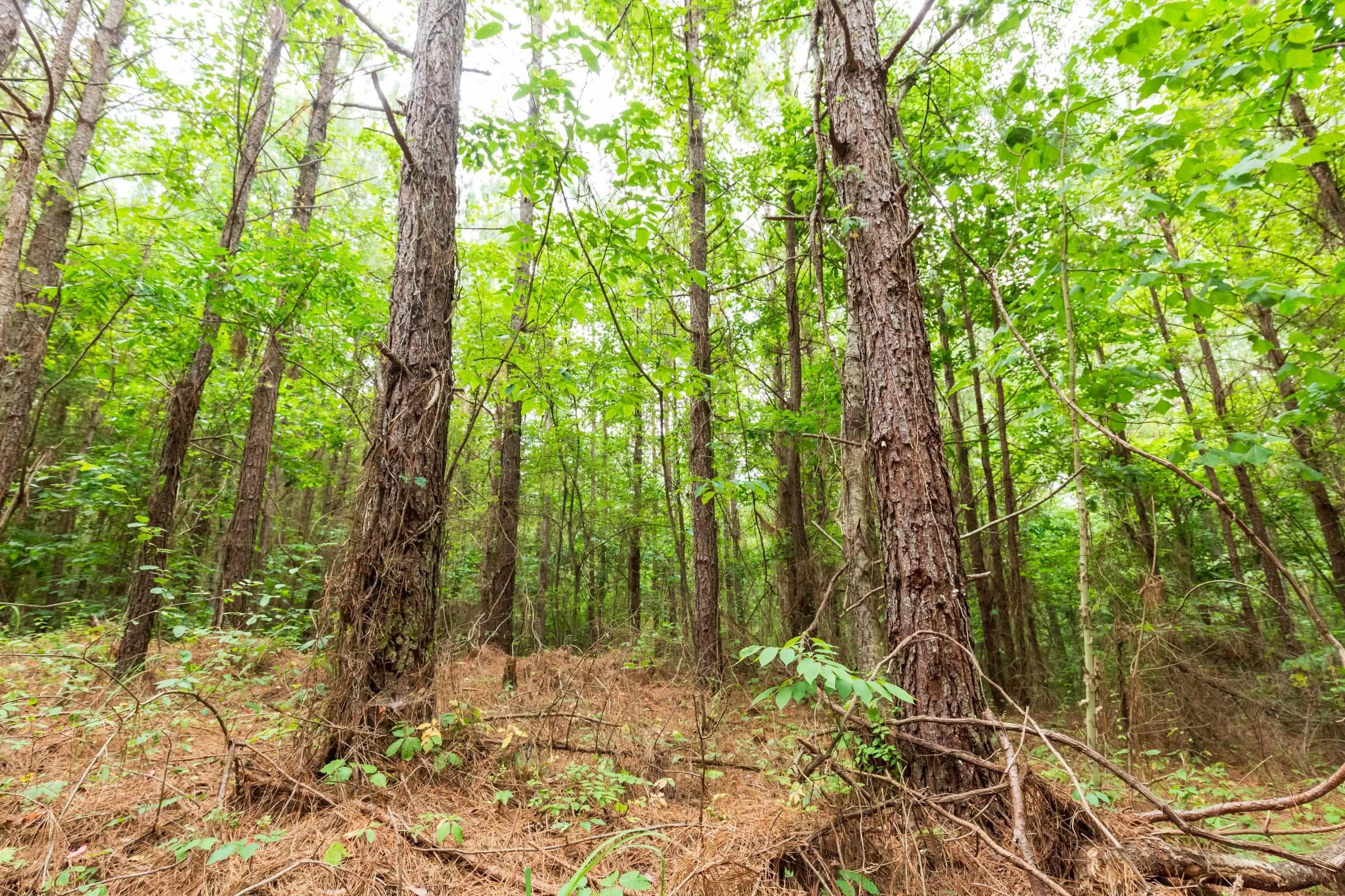 Whiskey Ridge — Zero Credit Land owner financed land for sale in Henderson County, Tennessee photo 17