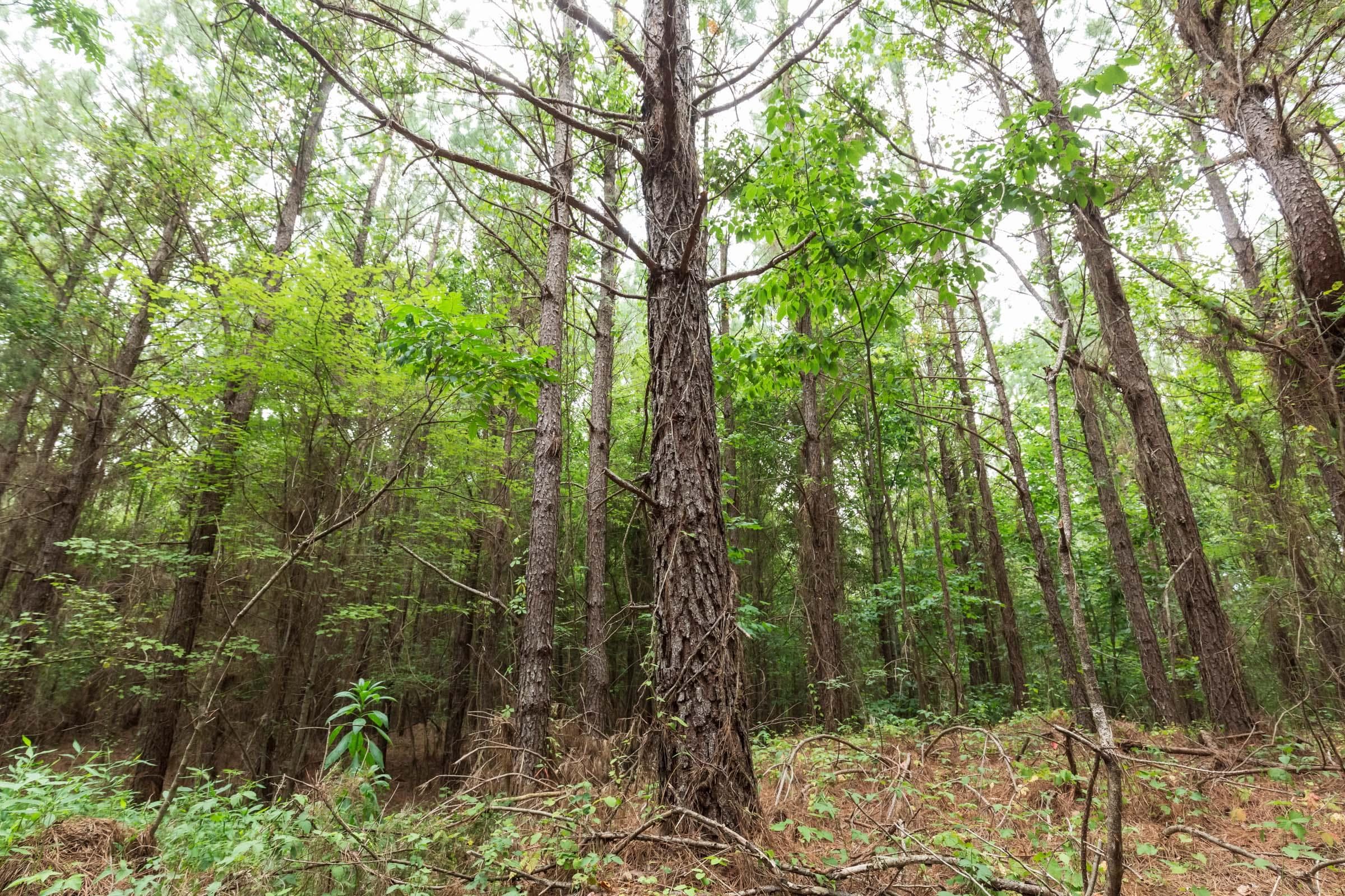 Whiskey Ridge — Zero Credit Land owner financed land for sale in Henderson County, Tennessee photo 19