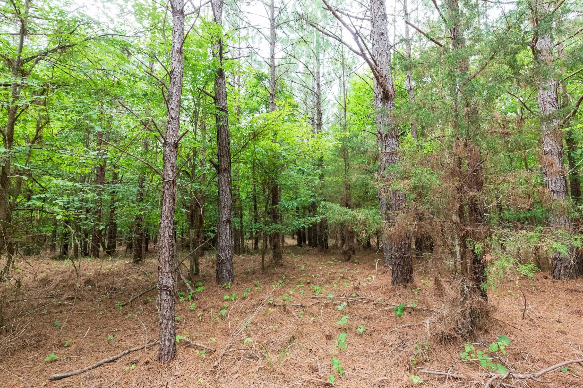 Whiskey Ridge — Zero Credit Land owner financed land for sale in Henderson County, Tennessee photo 22
