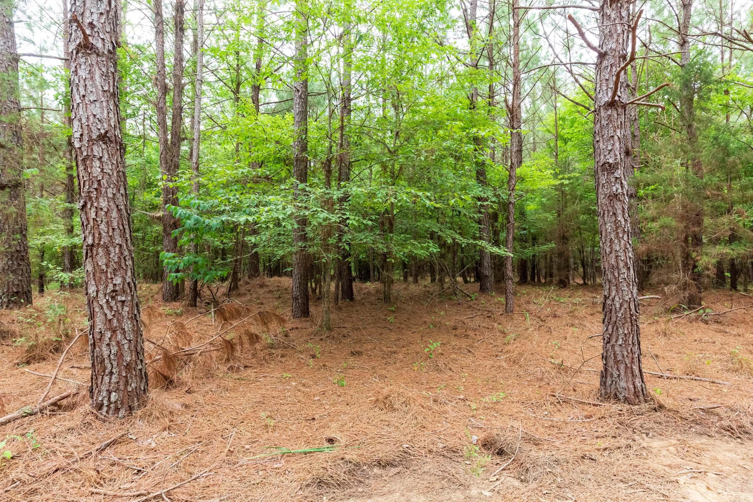 Whiskey Ridge — Zero Credit Land owner financed land for sale in Henderson County, Tennessee photo 21