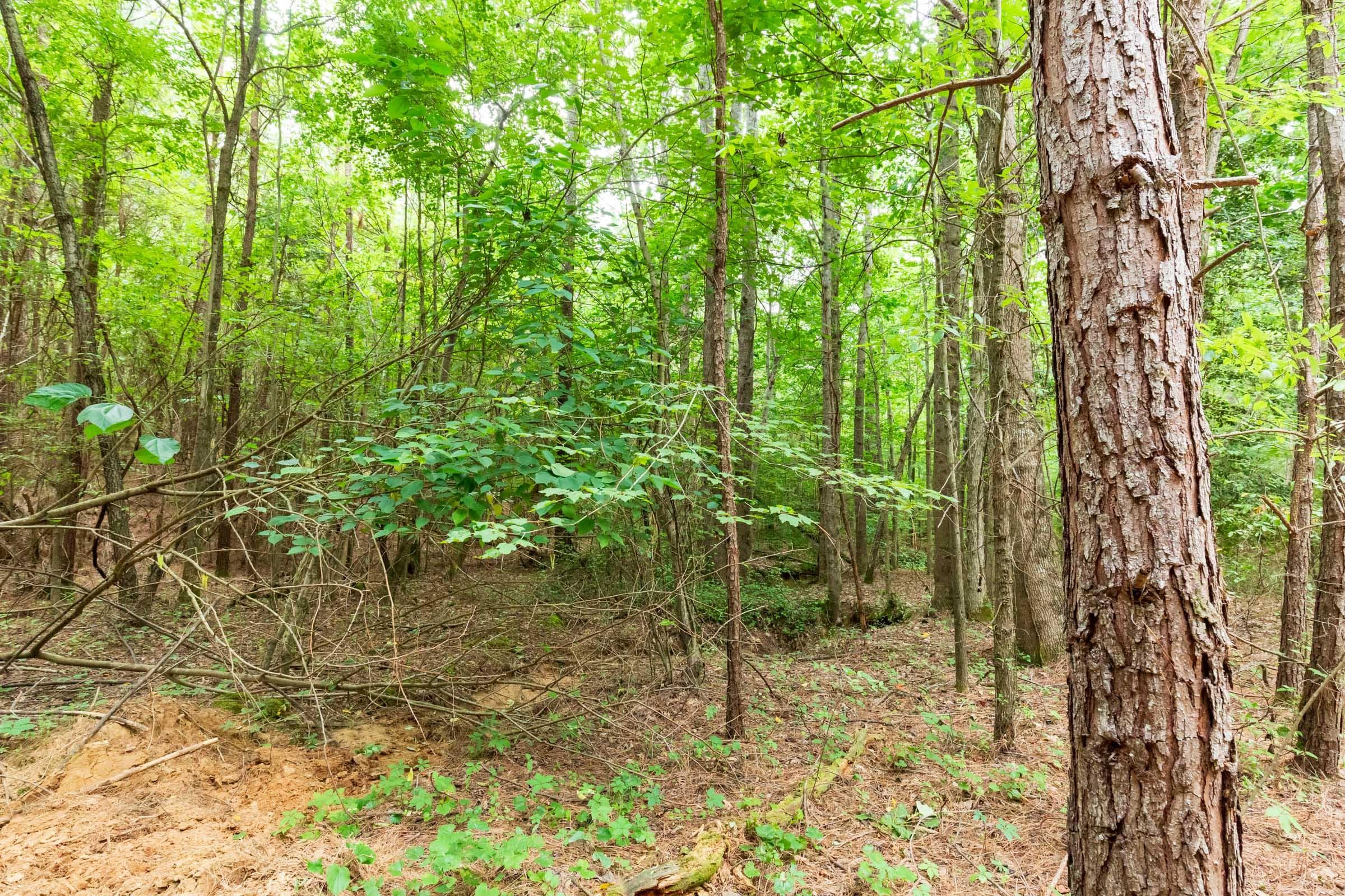 Whiskey Ridge — Zero Credit Land owner financed land for sale in Henderson County, Tennessee photo 18
