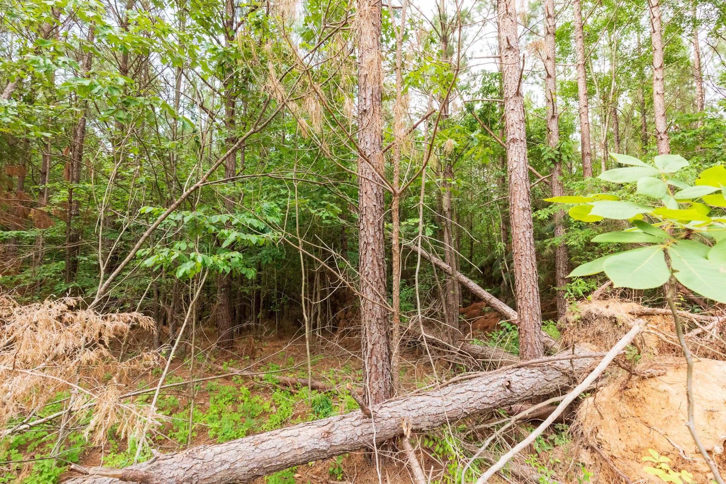 Whiskey Ridge — Zero Credit Land owner financed land for sale in Henderson County, Tennessee photo 16