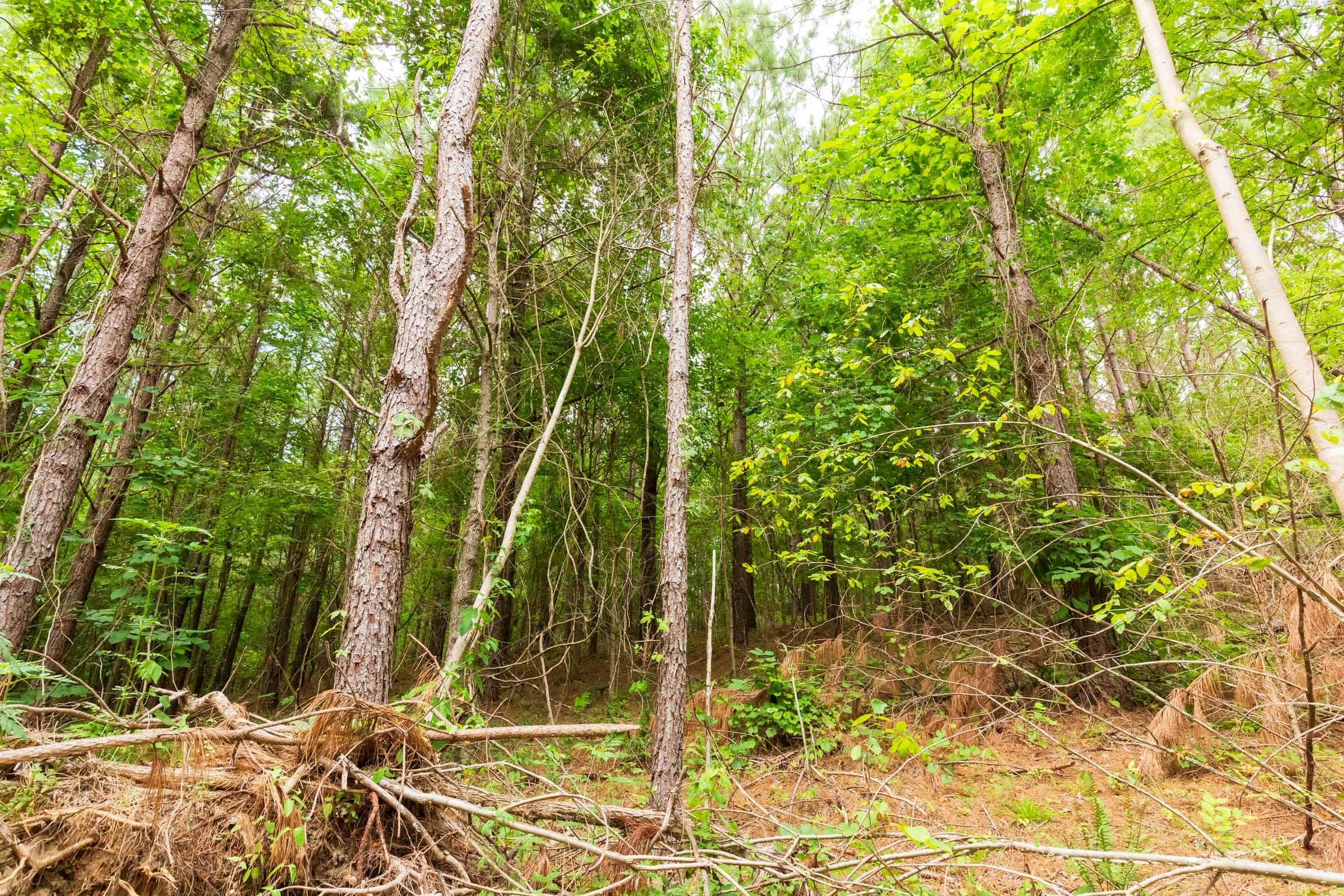 Whiskey Ridge — Zero Credit Land owner financed land for sale in Henderson County, Tennessee photo 15