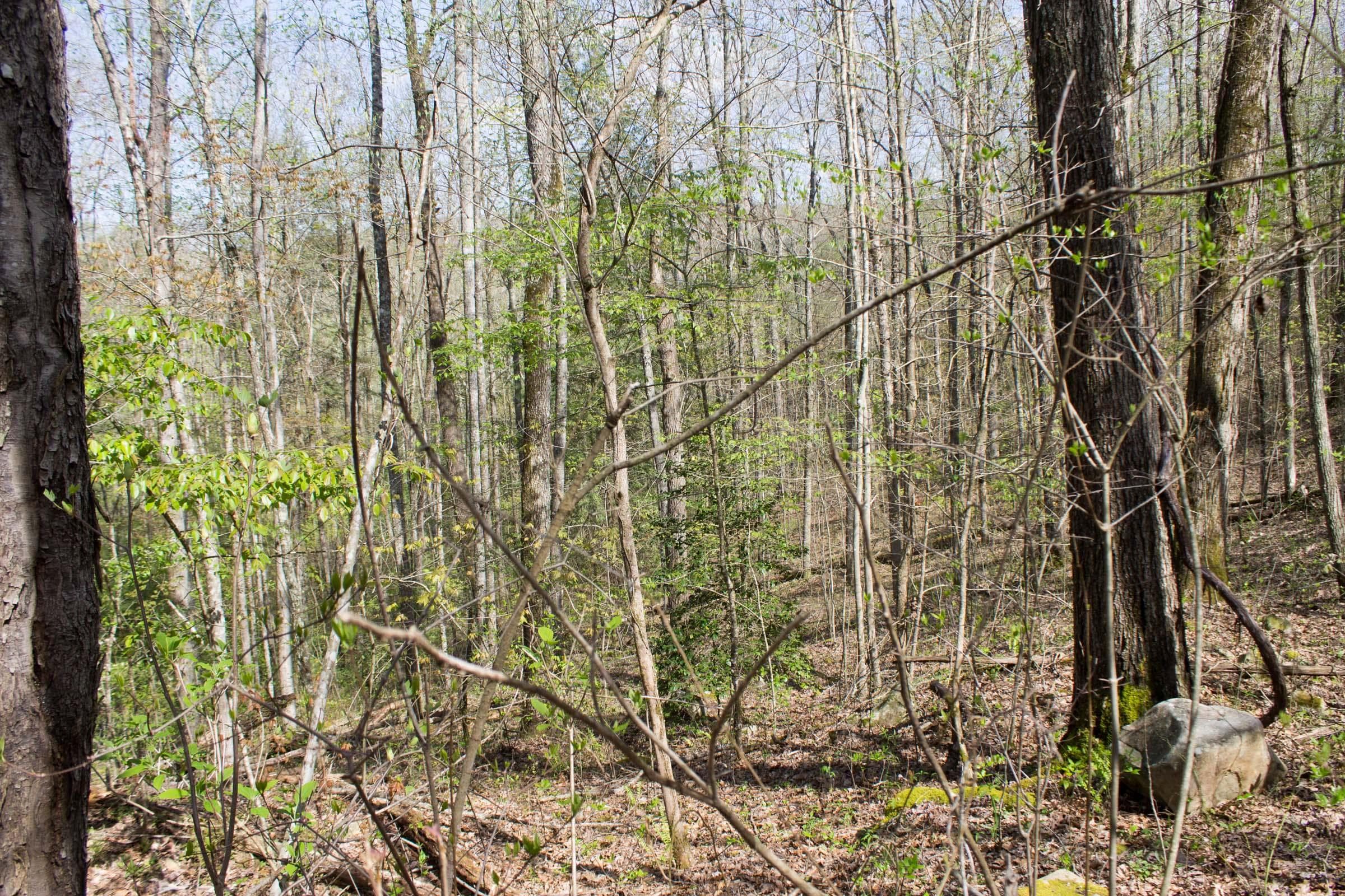 Hidden Hills — Zero Credit Land owner financed land for sale in Sequatchie County, Tennessee photo 10