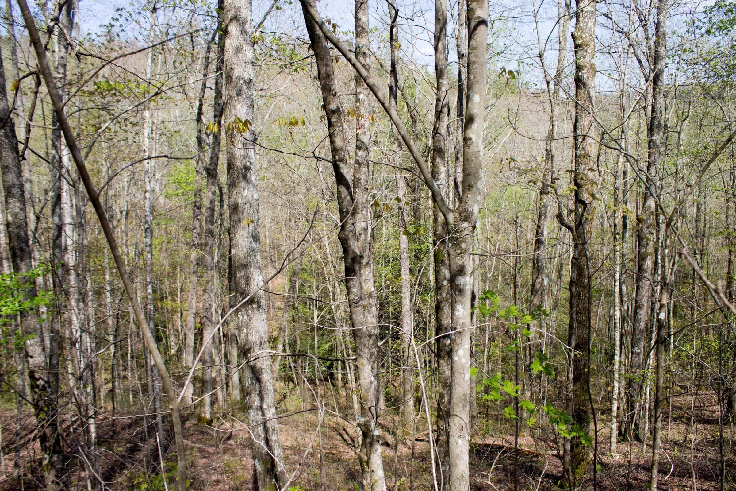 Hidden Hills — Zero Credit Land owner financed land for sale in Sequatchie County, Tennessee photo 9