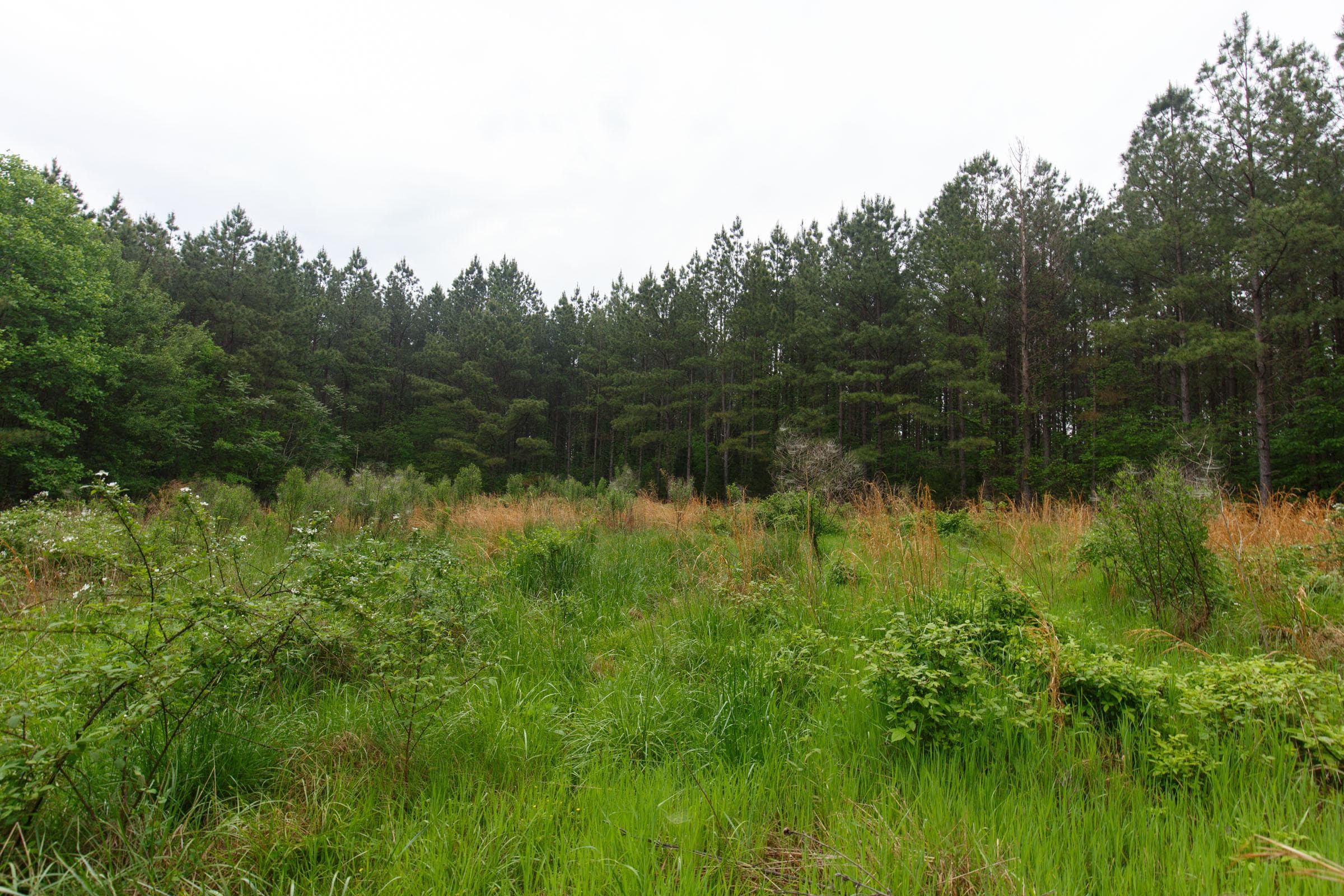 Red Barn Ranch — Zero Credit Land owner financed land for sale in Benton County, Tennessee photo 3