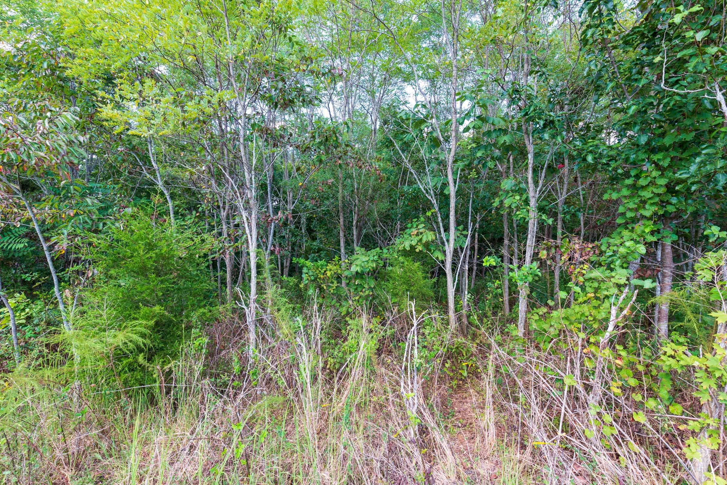 Redemption Ridge — Zero Credit Land owner financed land for sale in Wayne County, Tennessee photo 10