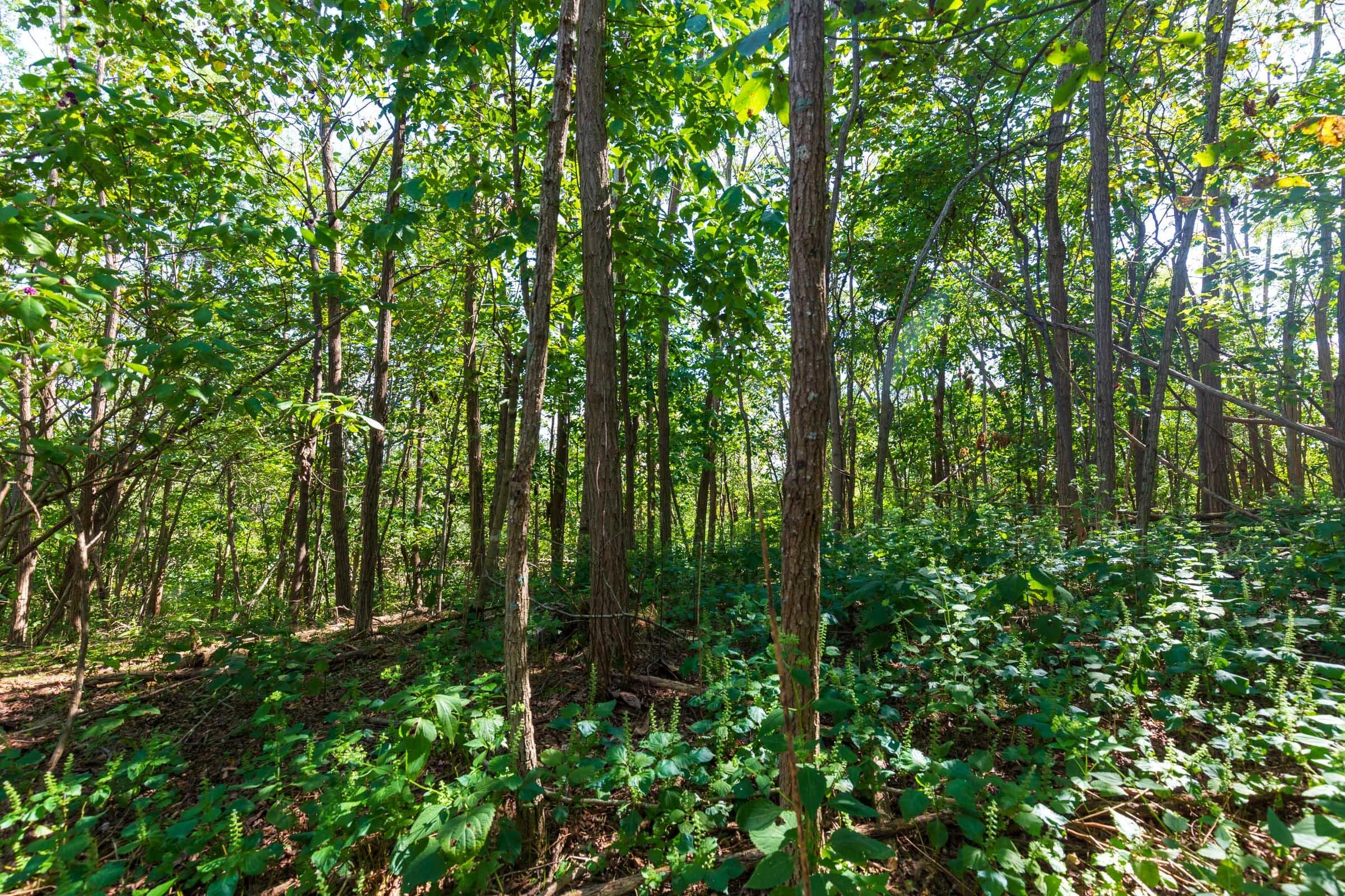 Wayne County, tennessee land — photo 2