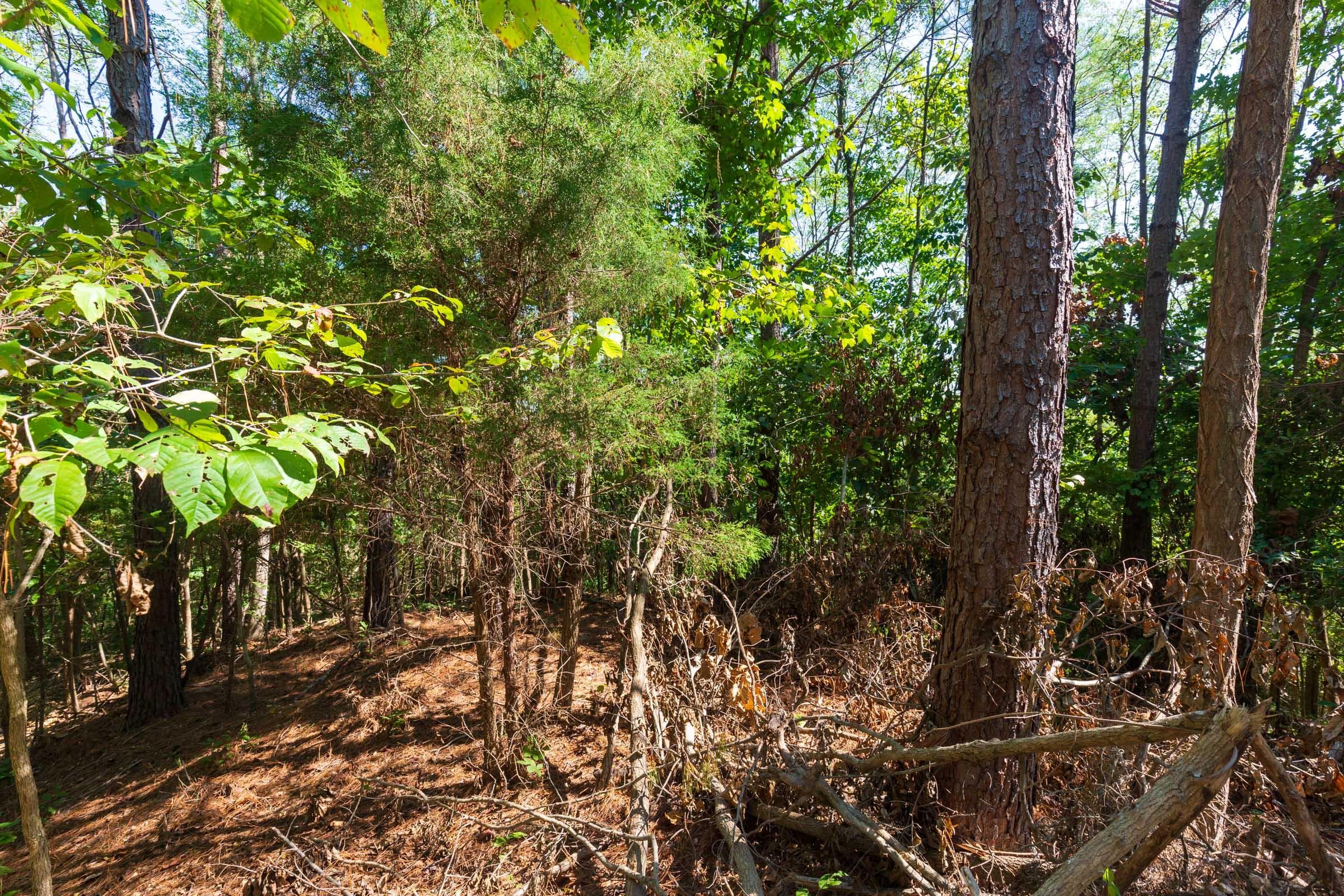 Wayne County, tennessee land — photo 3