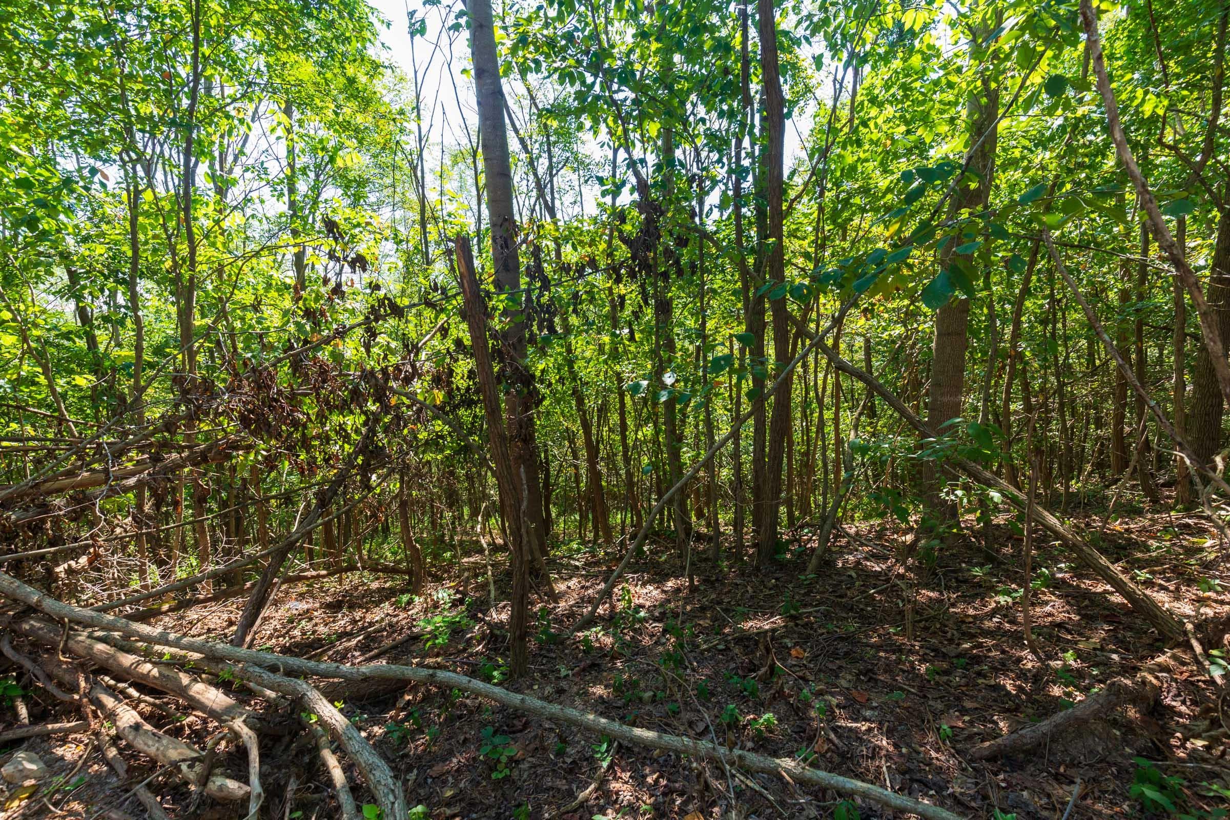 Wayne County, tennessee land — photo 4