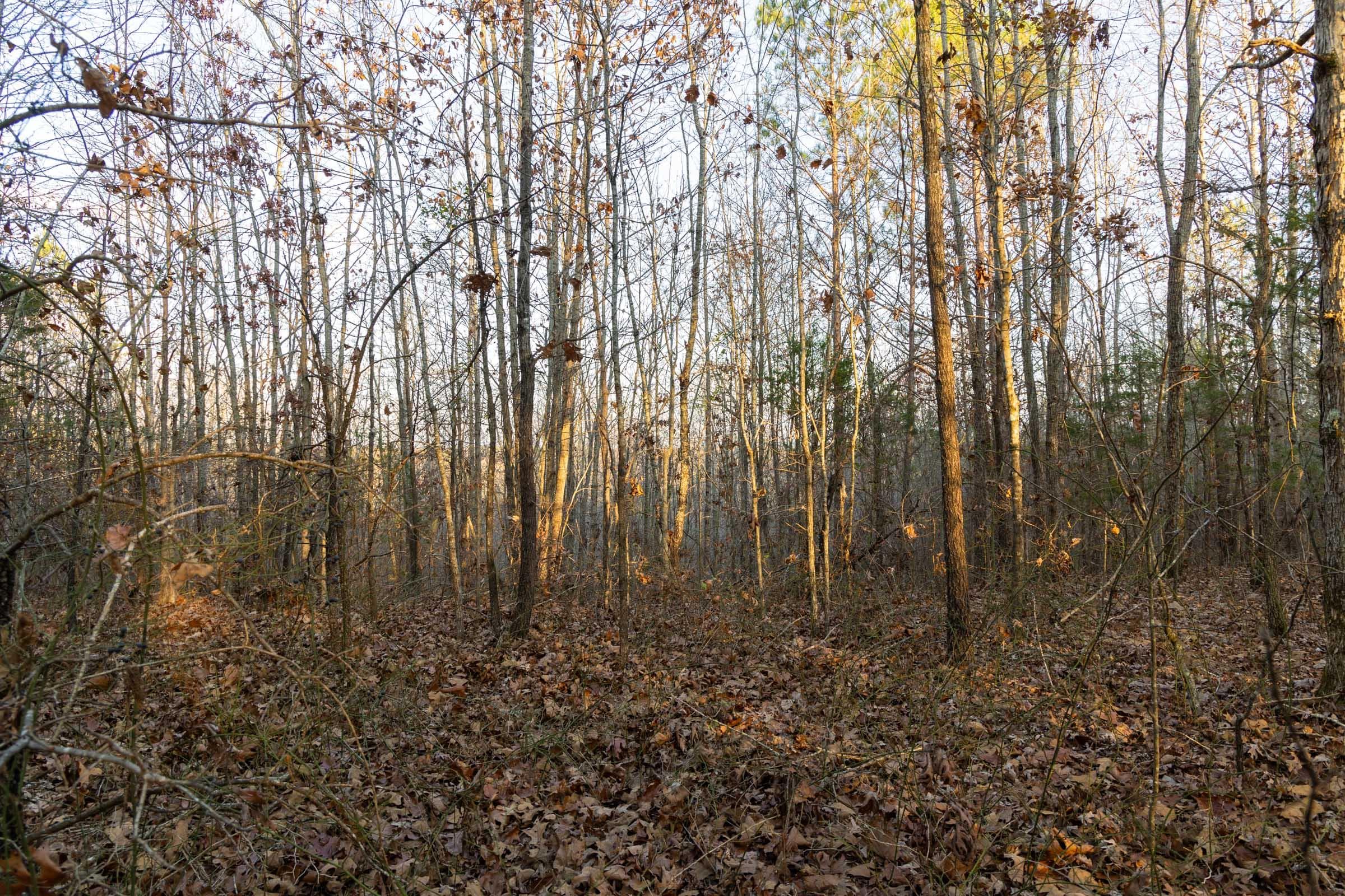 Lighting Ridge — Zero Credit Land owner financed land for sale in Colbert County, Alabama photo 45
