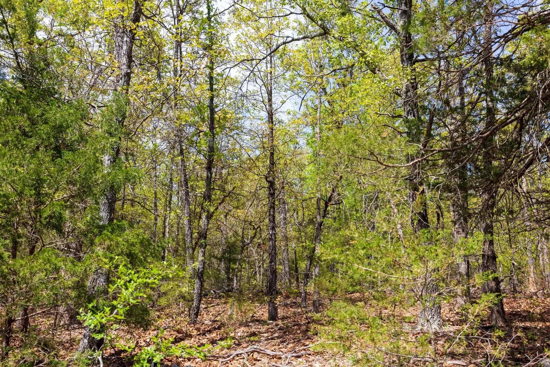  Autumnwood — Zero Credit Land owner financed land for sale in Fulton County, Arkansas photo 6