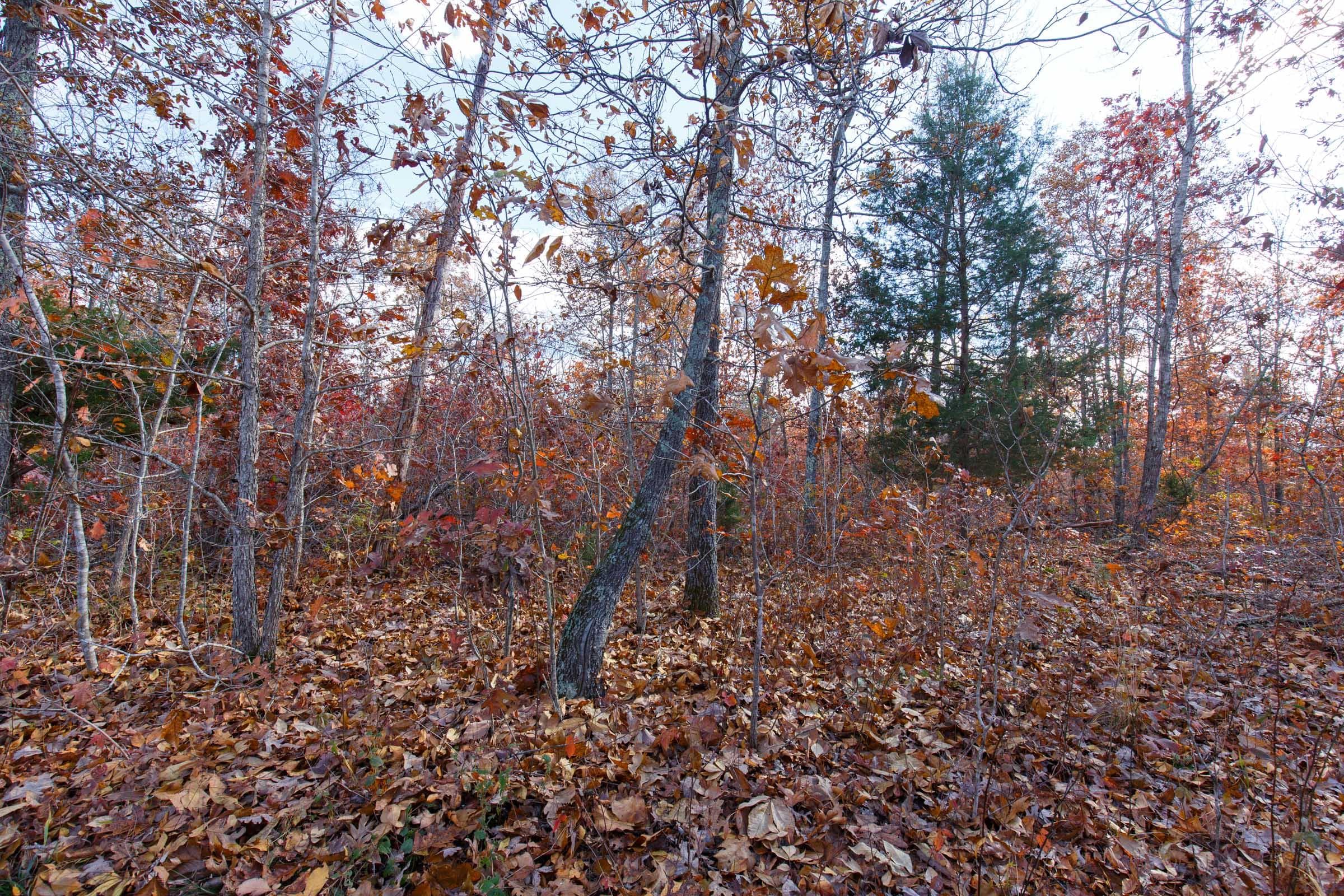 Hawk Crest — Zero Credit Land owner financed land for sale in Reynolds County, Missouri photo 5