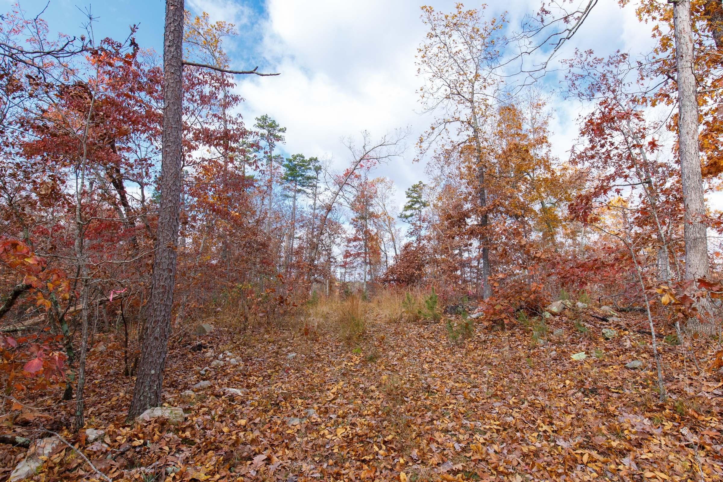 Hawk Crest — Zero Credit Land owner financed land for sale in Reynolds County, Missouri photo 2