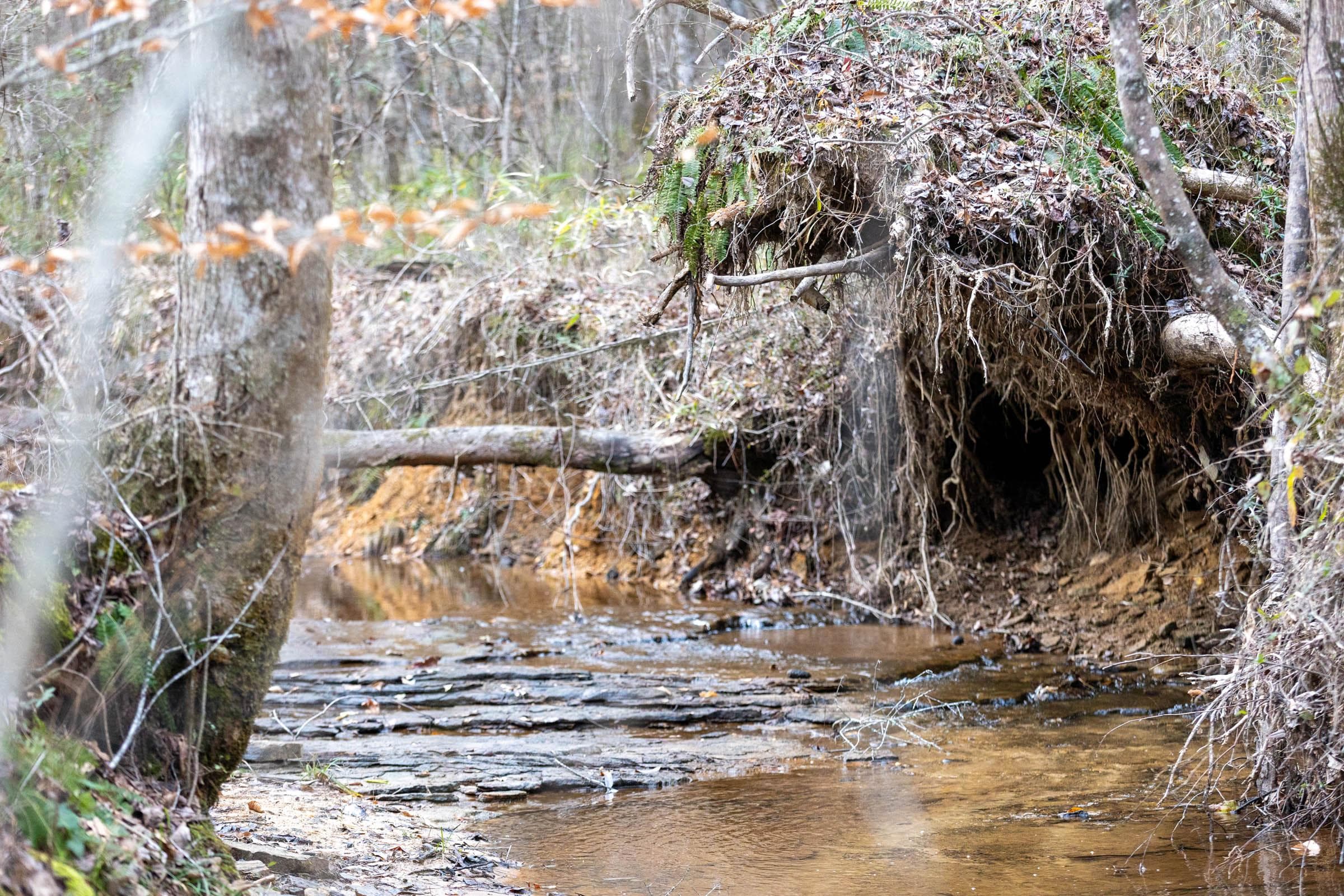 Baker Creek — Zero Credit Land owner financed land for sale in Fayette County, Alabama photo 3