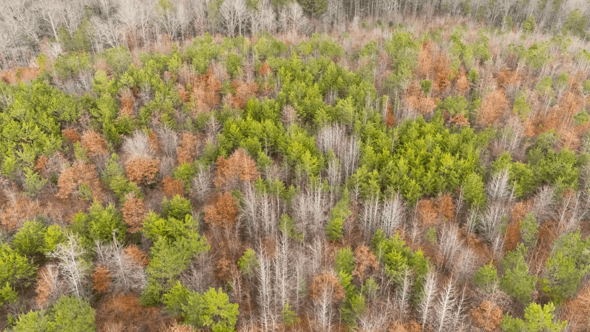 Baker Creek — Zero Credit Land owner financed land for sale in Fayette County, Alabama photo 22