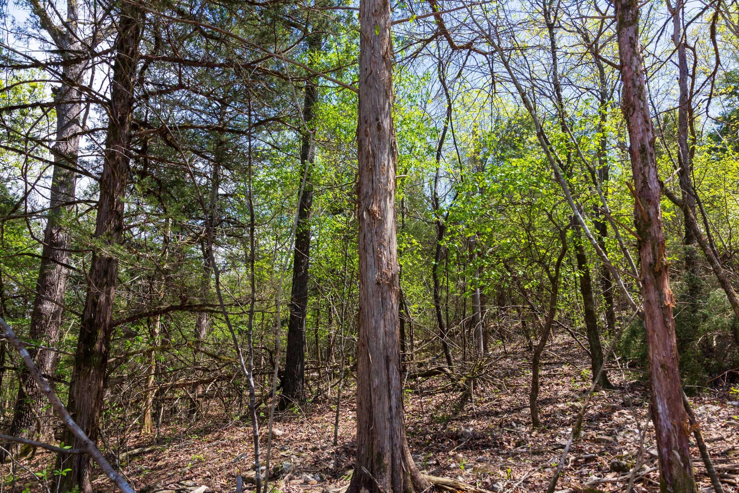  Autumnwood — Zero Credit Land owner financed land for sale in Fulton County, Arkansas photo 14
