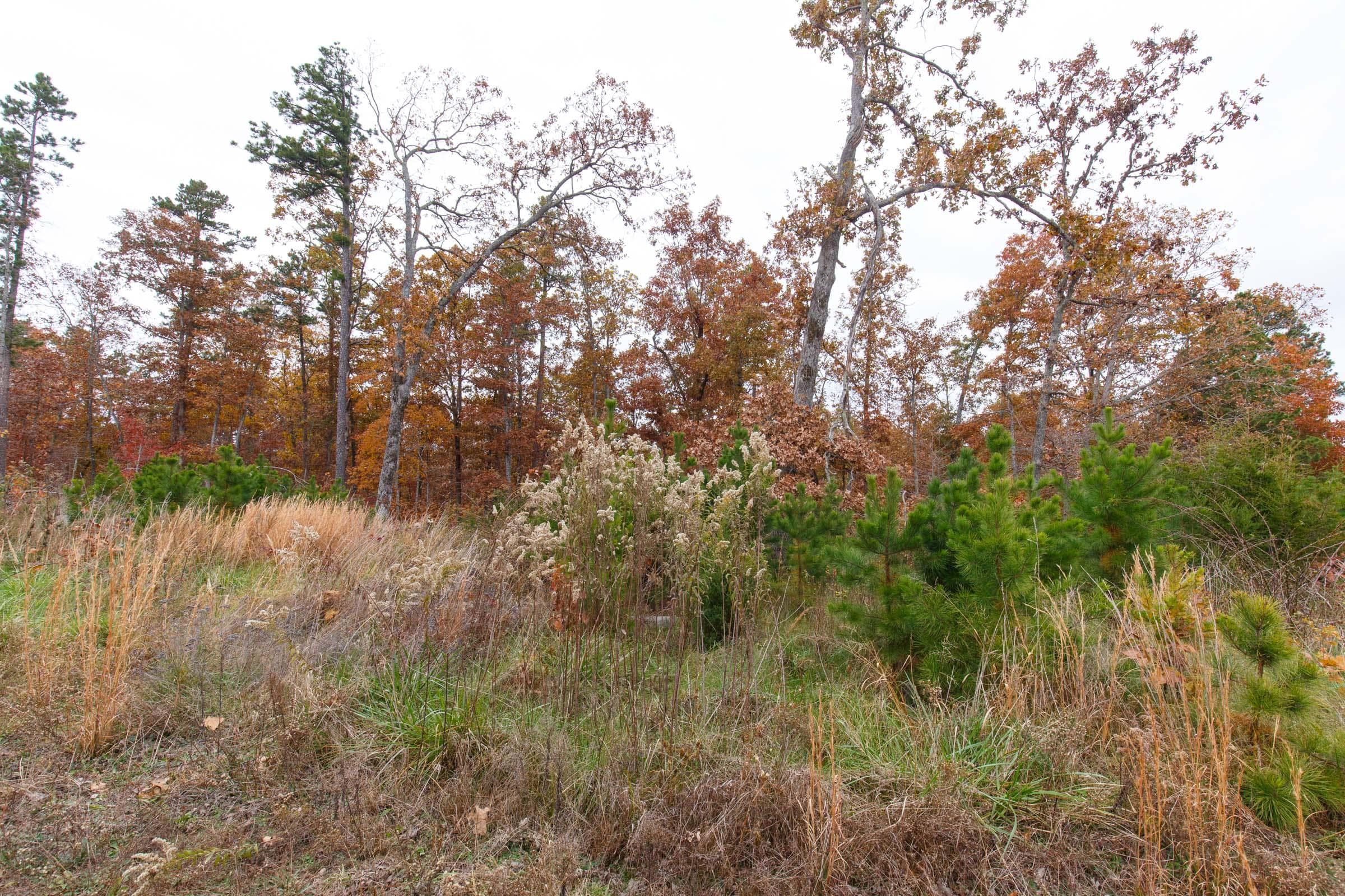 Hawk Crest — Zero Credit Land owner financed land for sale in Reynolds County, Missouri photo 13