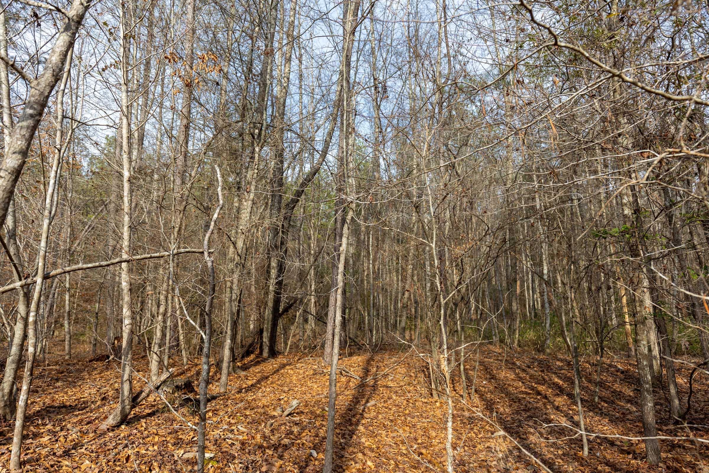 Baker Creek — Zero Credit Land owner financed land for sale in Fayette County, Alabama photo 5