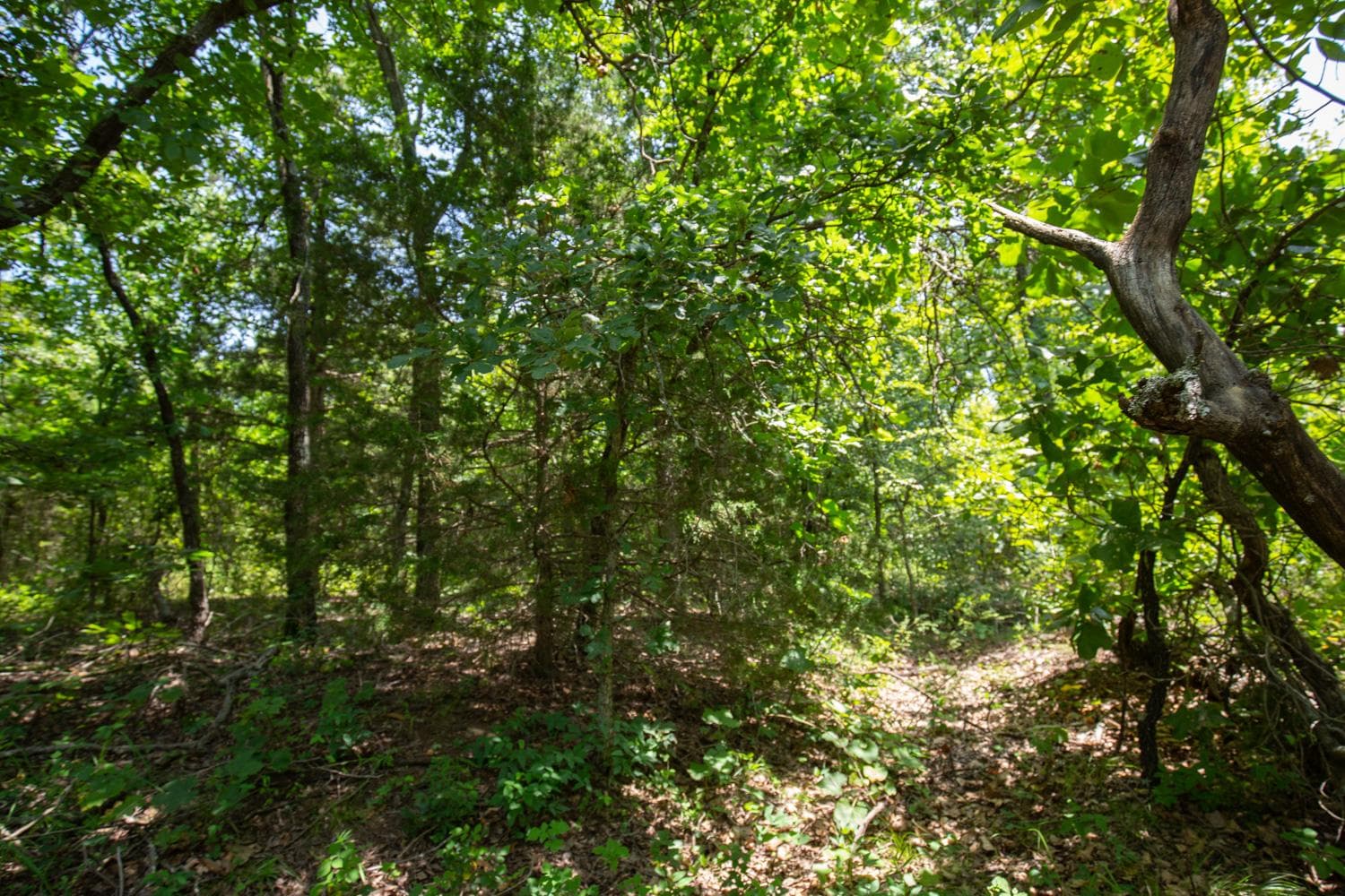 Timber Ridge — Zero Credit Land owner financed land for sale in McIntosh County, Oklahoma